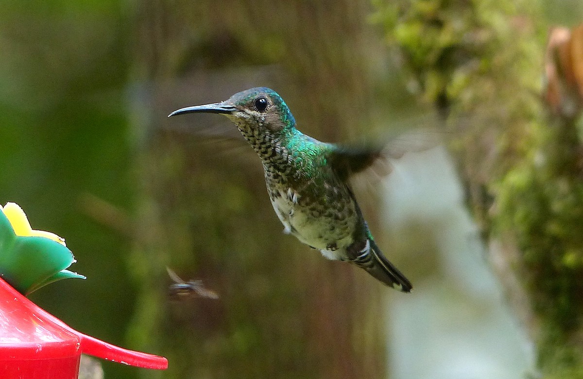 White-necked Jacobin - ML48363011