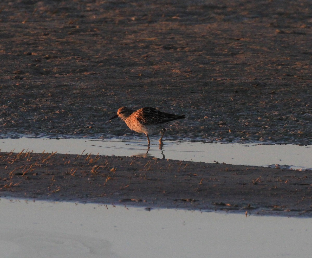 Sharp-tailed Sandpiper - ML483631351