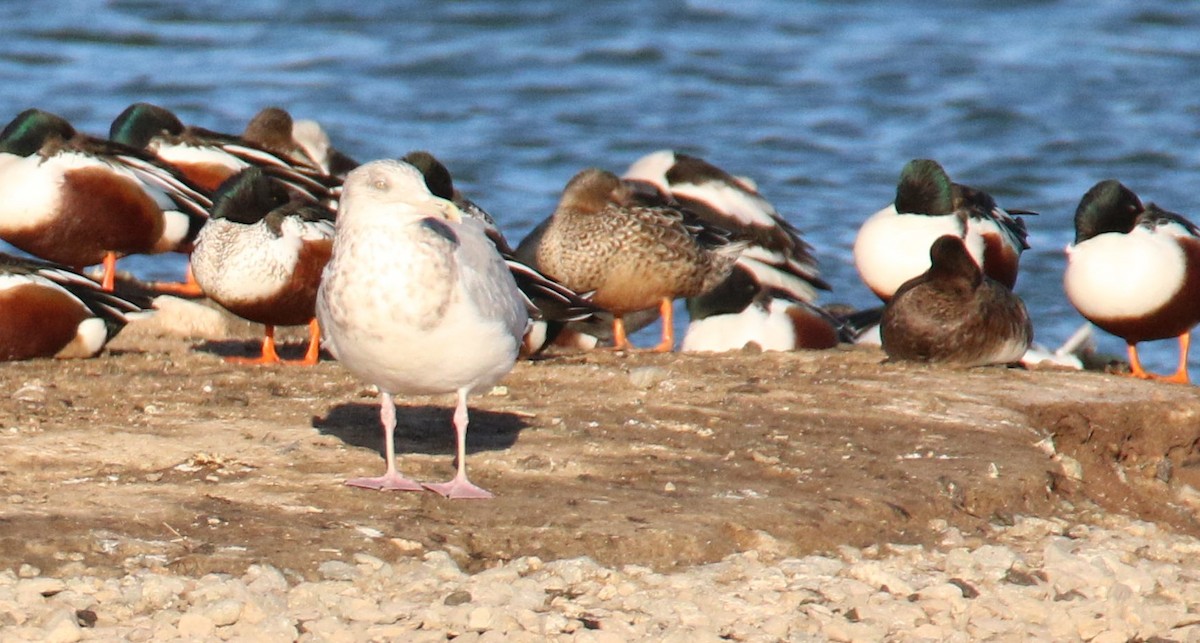 Herring Gull (American) - Diane Eubanks