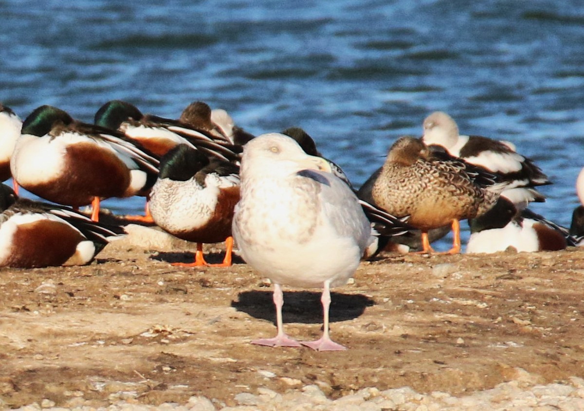 Herring Gull - ML483631871