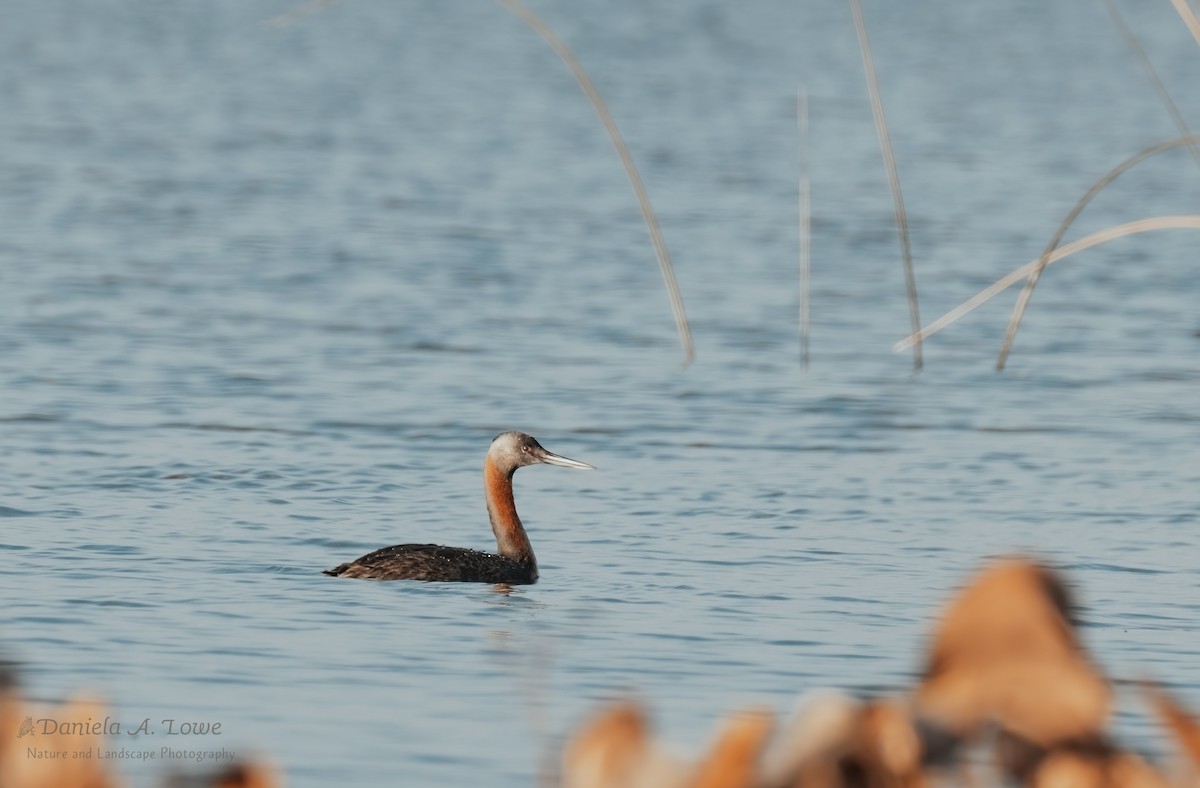 Great Grebe - ML483632551