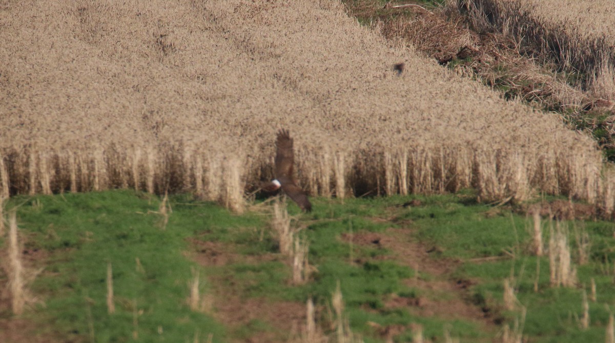 Northern Harrier - Diane Eubanks