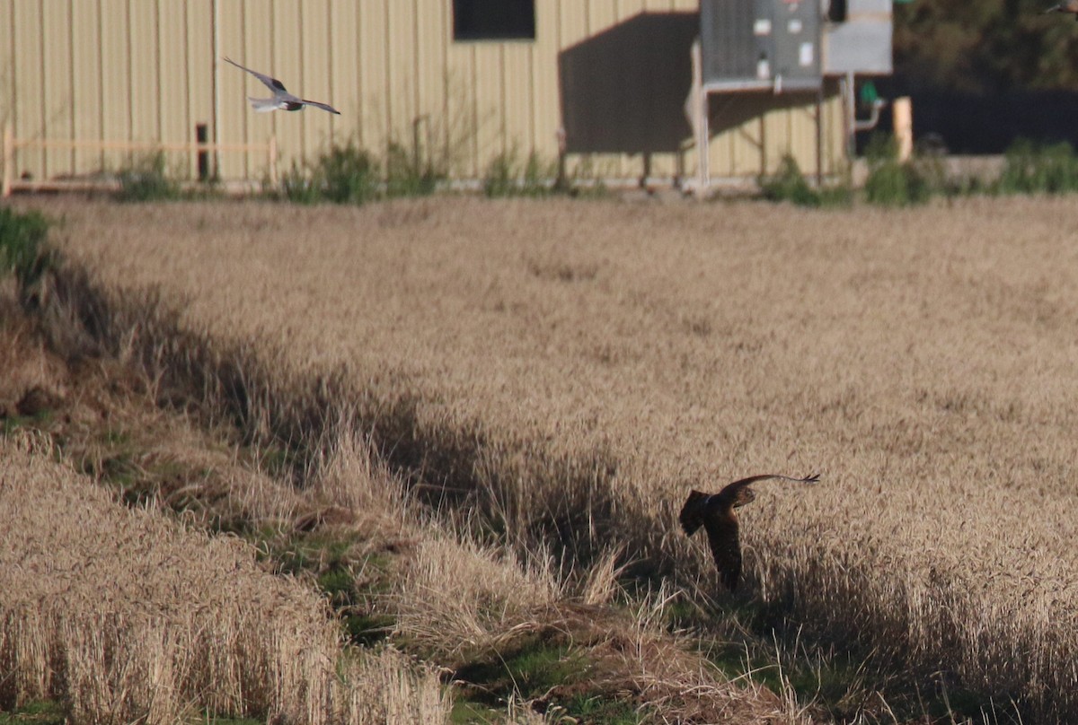 Northern Harrier - Diane Eubanks