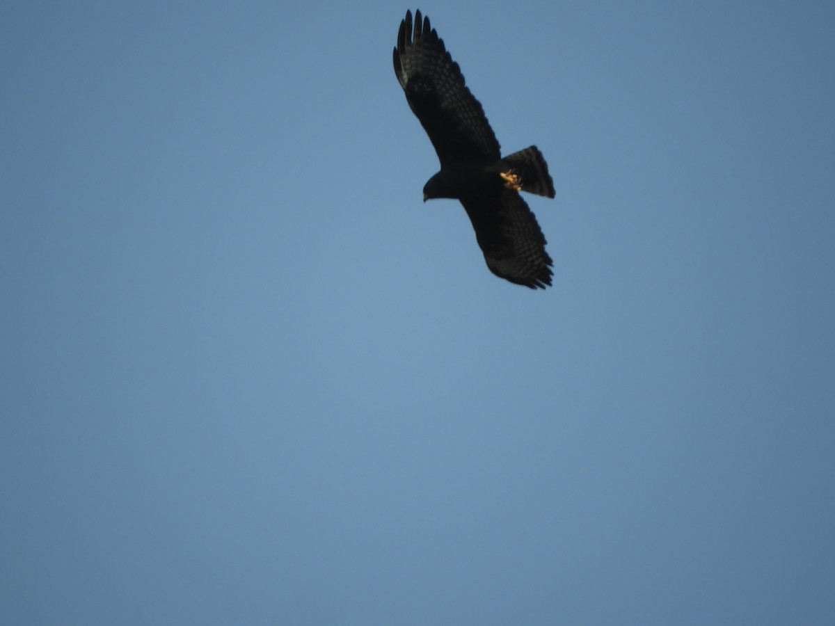 Short-tailed Hawk - Pablo Mealla