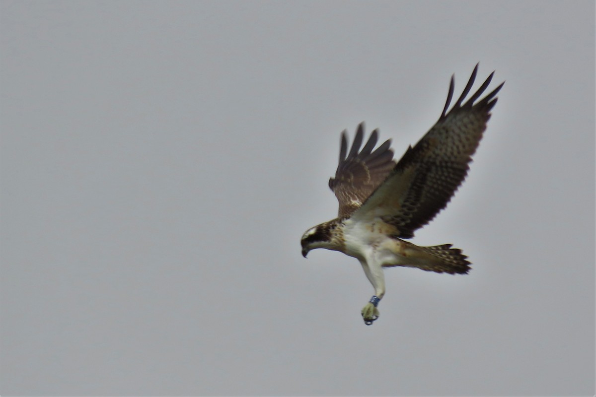 Osprey - Paulo Alves