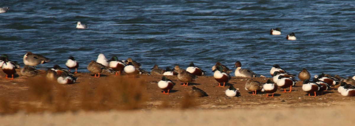 Northern Shoveler - ML483635861