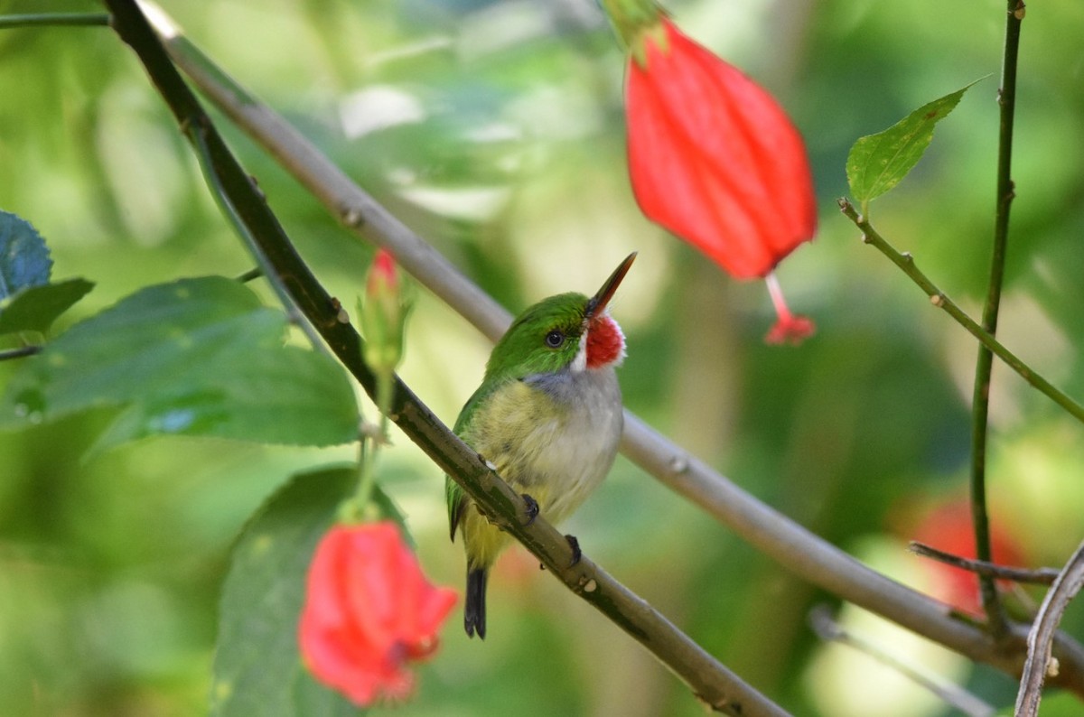 Puerto Rican Tody - ML483635991