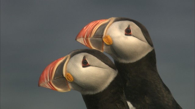 Atlantic Puffin - ML483636