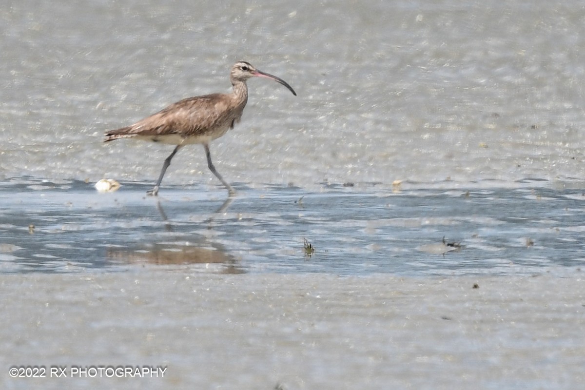 Whimbrel - ML483636531