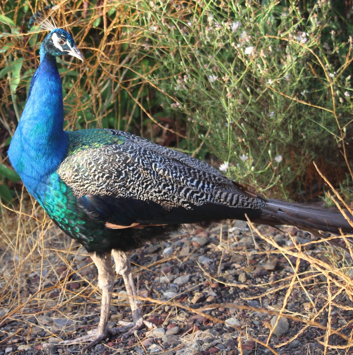 Indian Peafowl (Domestic type) - ML483639661