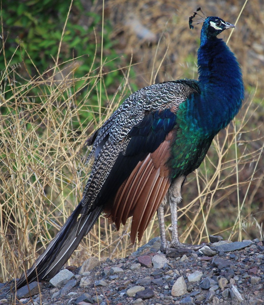 Indian Peafowl (Domestic type) - ML483639691