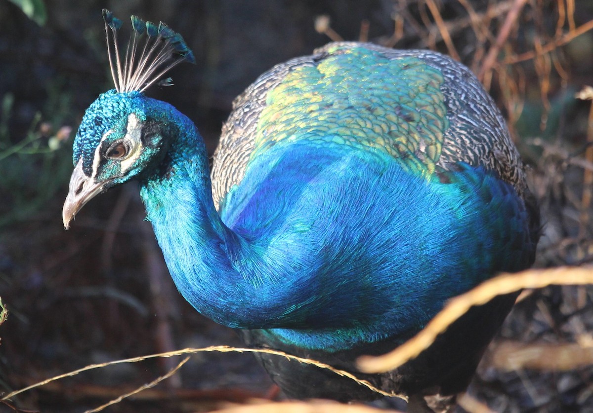 Indian Peafowl (Domestic type) - ML483639741