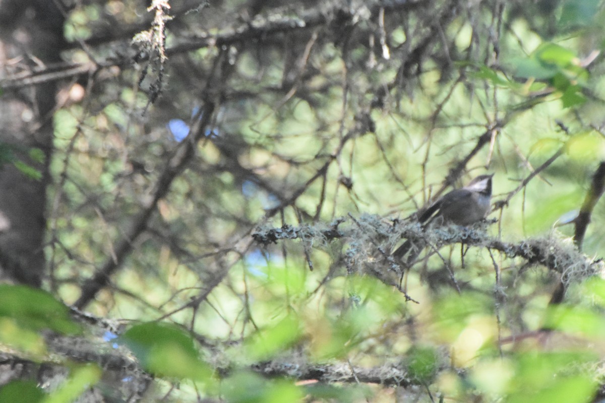 Boreal Chickadee - ML483640771