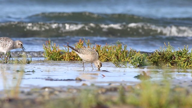 American Golden-Plover - ML483641731