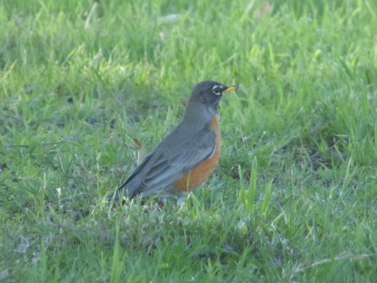 American Robin - ML48364251