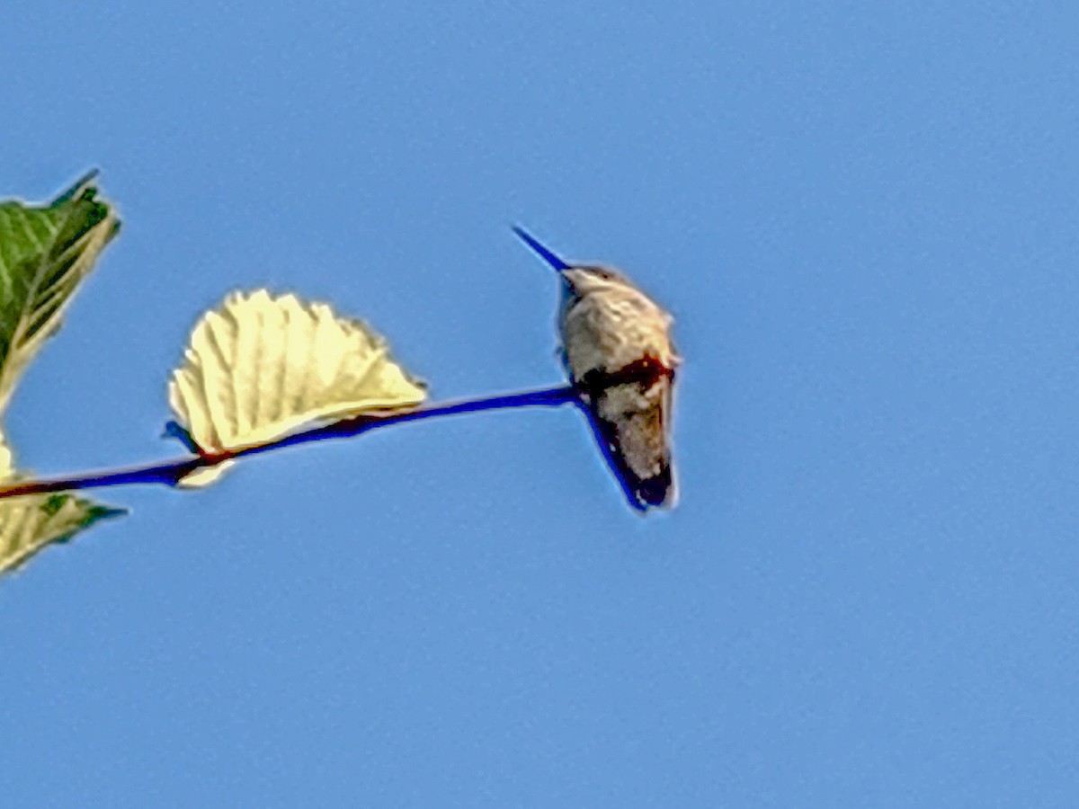 Calliope Hummingbird - ML483642631