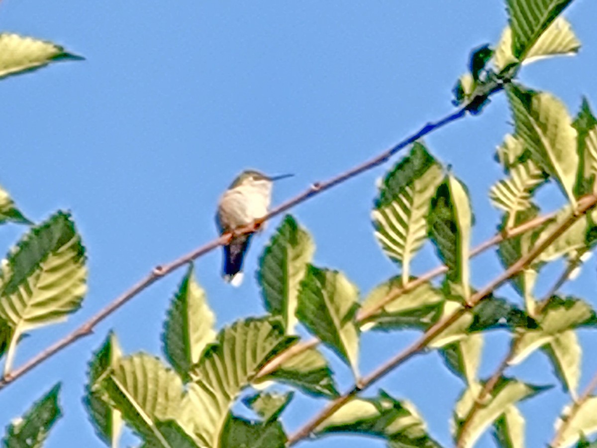 Calliope Hummingbird - ML483642641