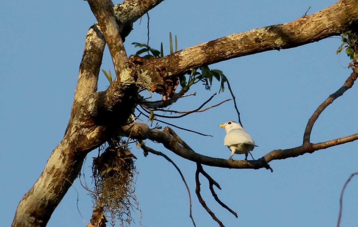 Yellow-billed Cotinga - ML48364281