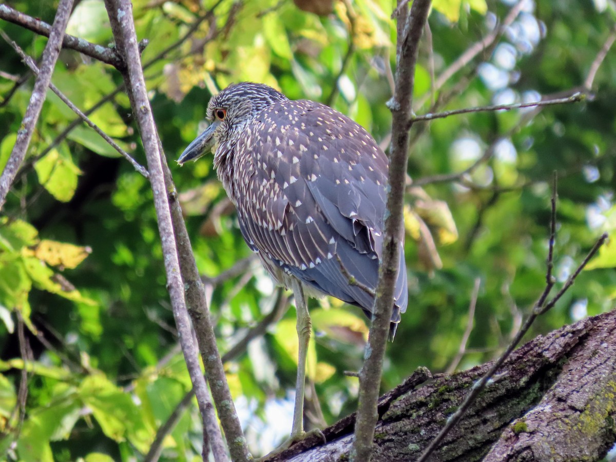 Yellow-crowned Night Heron - ML483643331