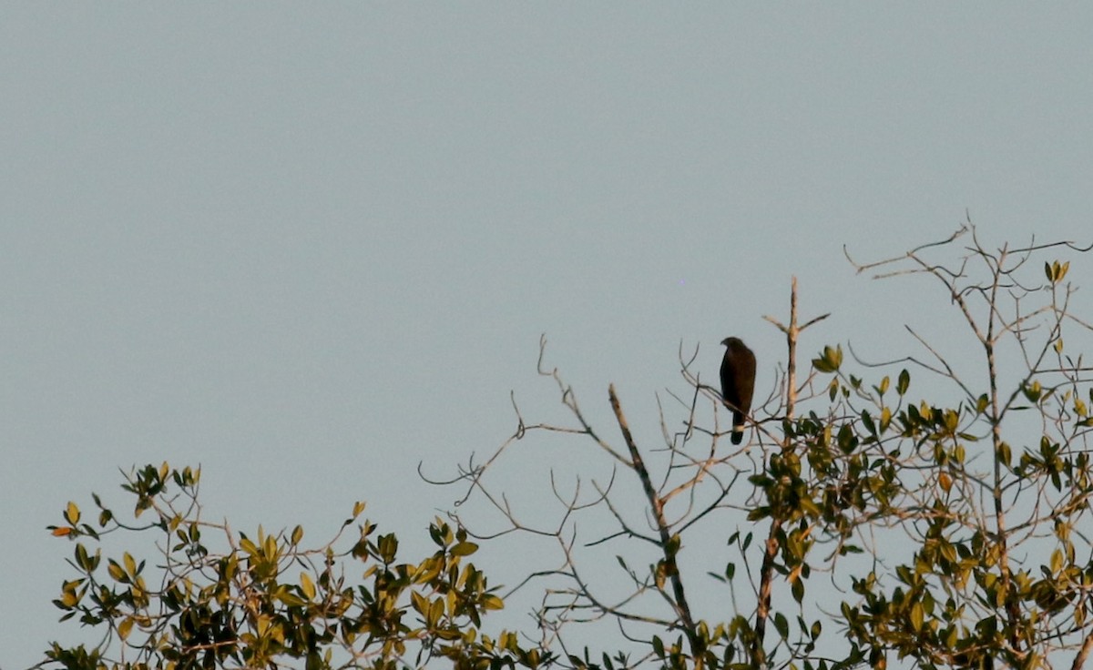 Crane Hawk (Blackish) - ML48364421