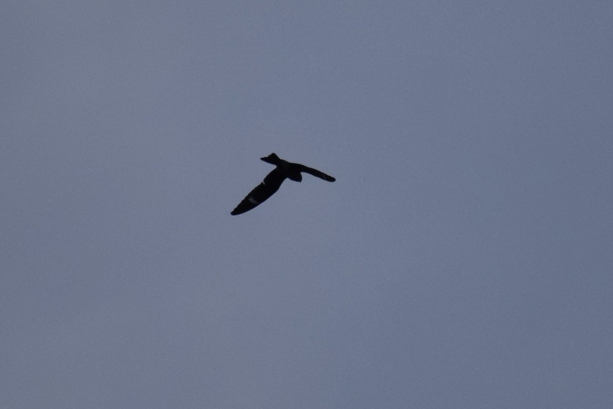 Common Nighthawk - ML483644281