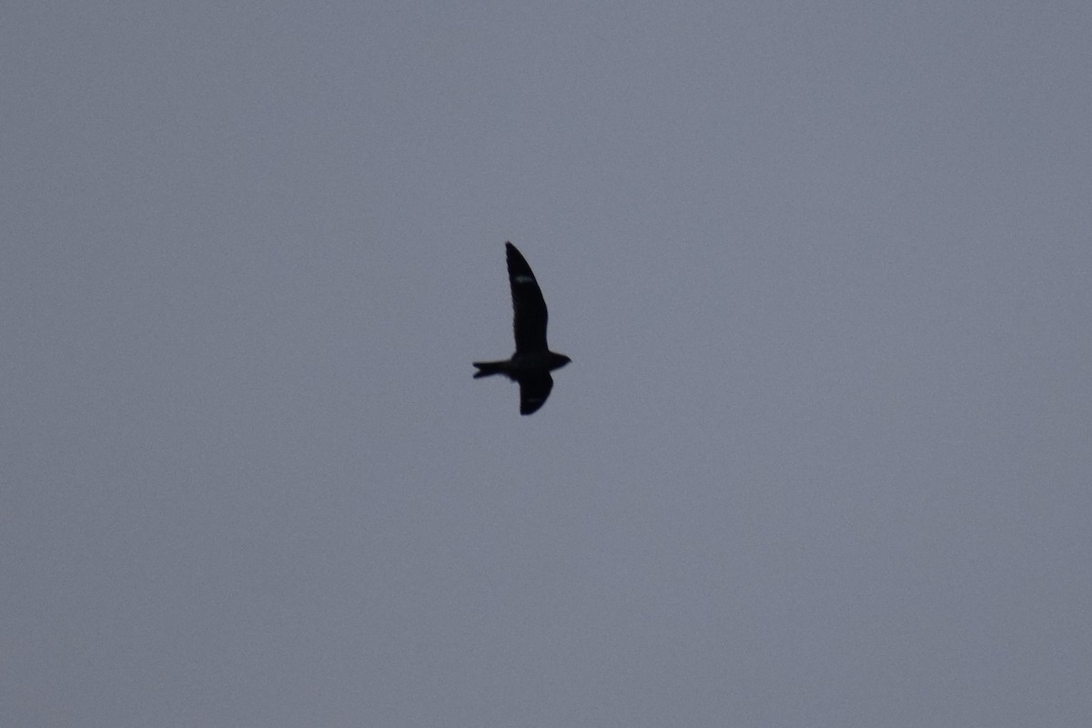 Common Nighthawk - ML483644291