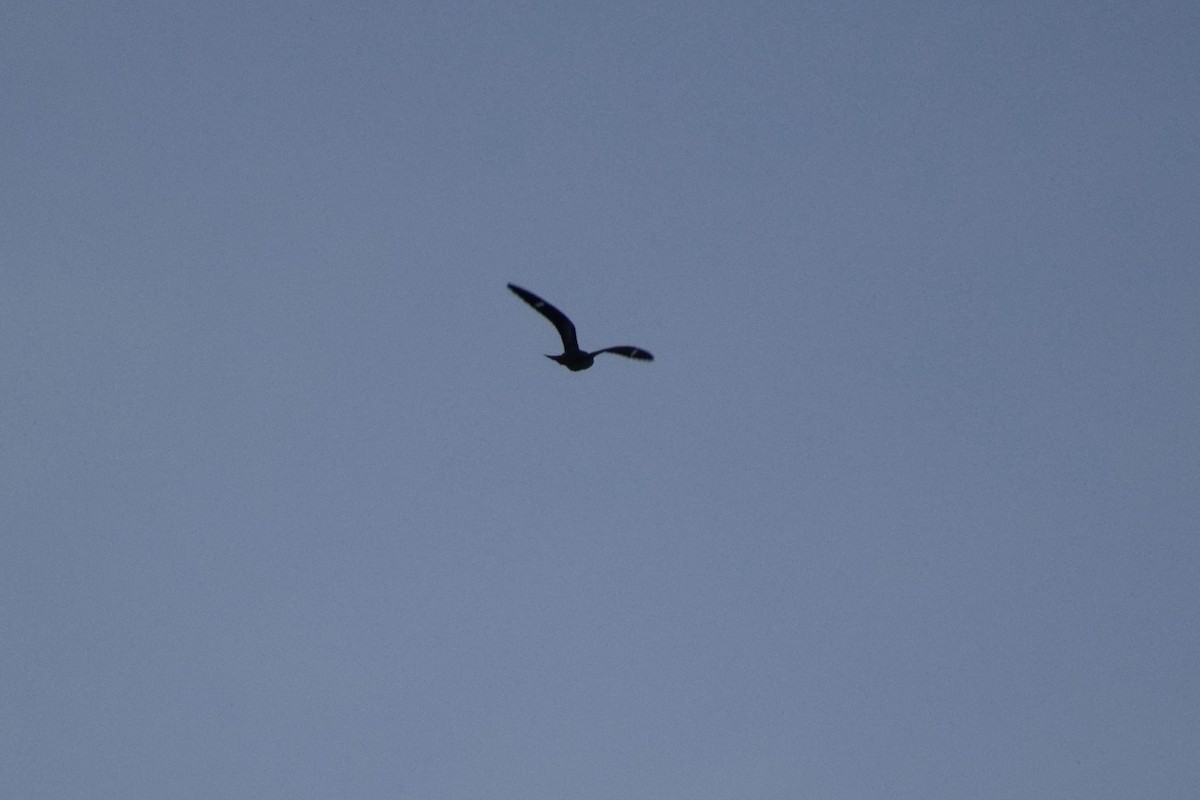 Common Nighthawk - ML483644301