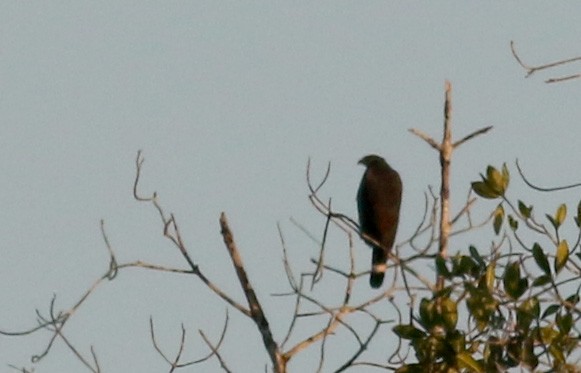 Crane Hawk (Blackish) - ML48364431