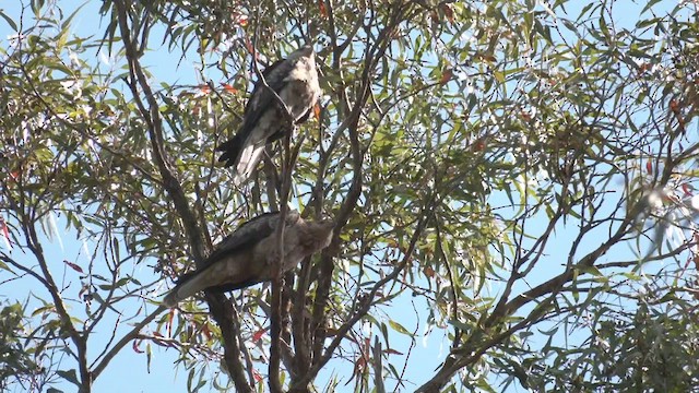 Whistling Kite - ML483644931