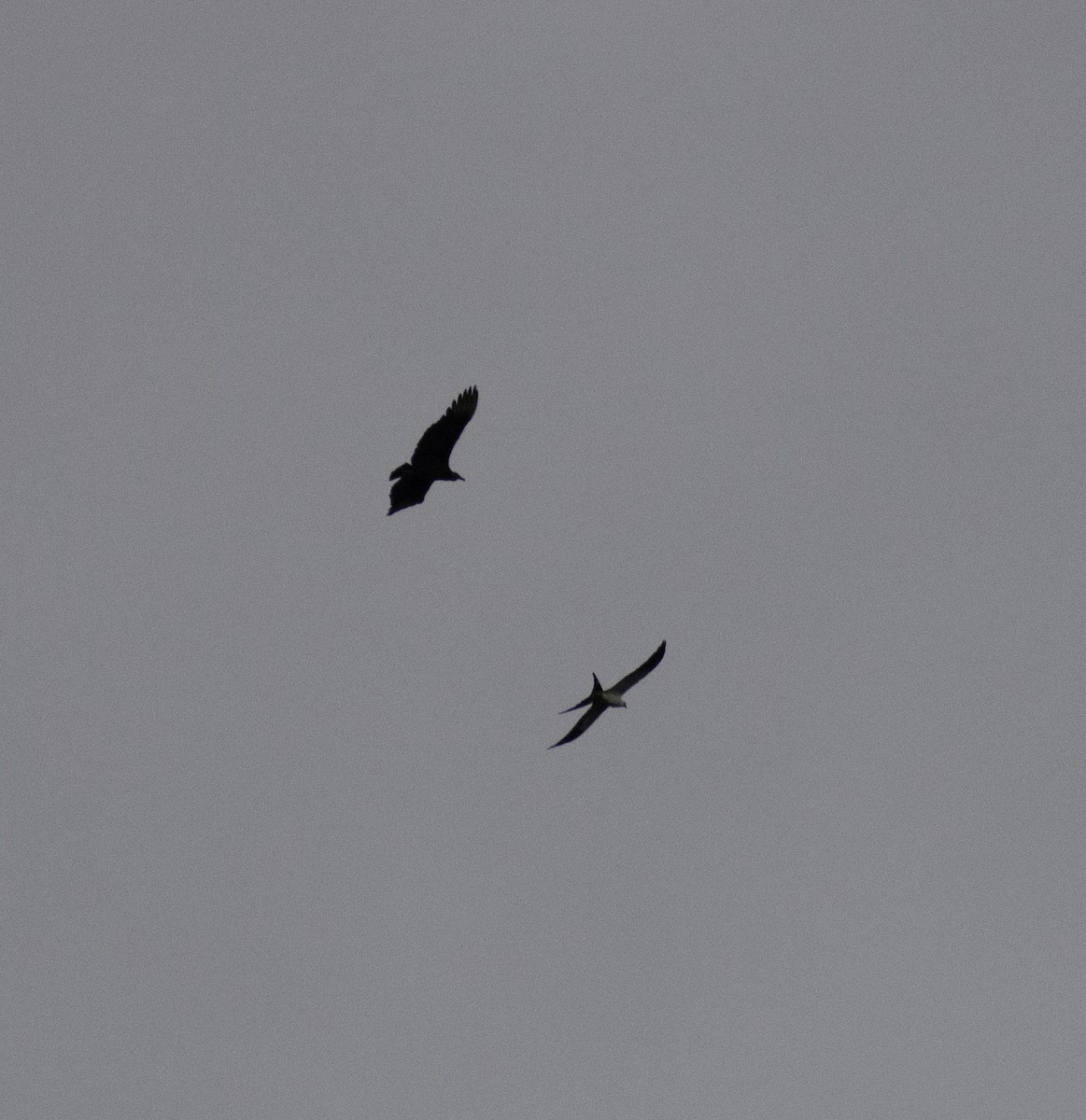 Swallow-tailed Kite - ML483645431