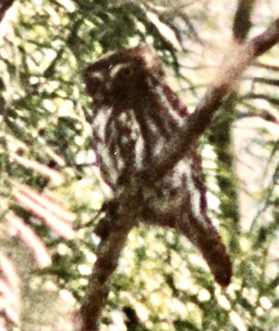 Ferruginous Pygmy-Owl - ML483645541