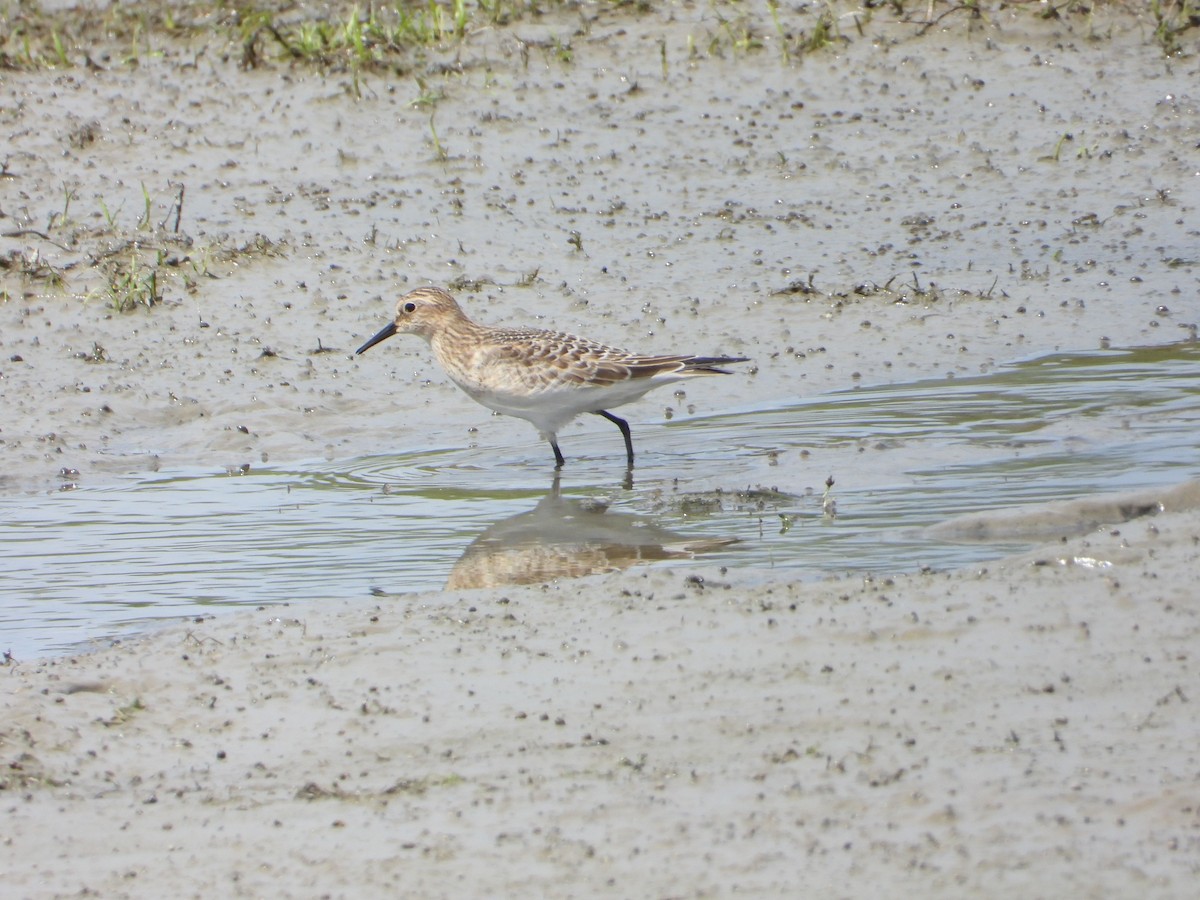 Baird's Sandpiper - ML483647591