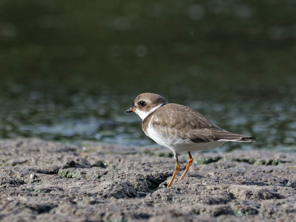 Semipalmated Plover - ML483649931