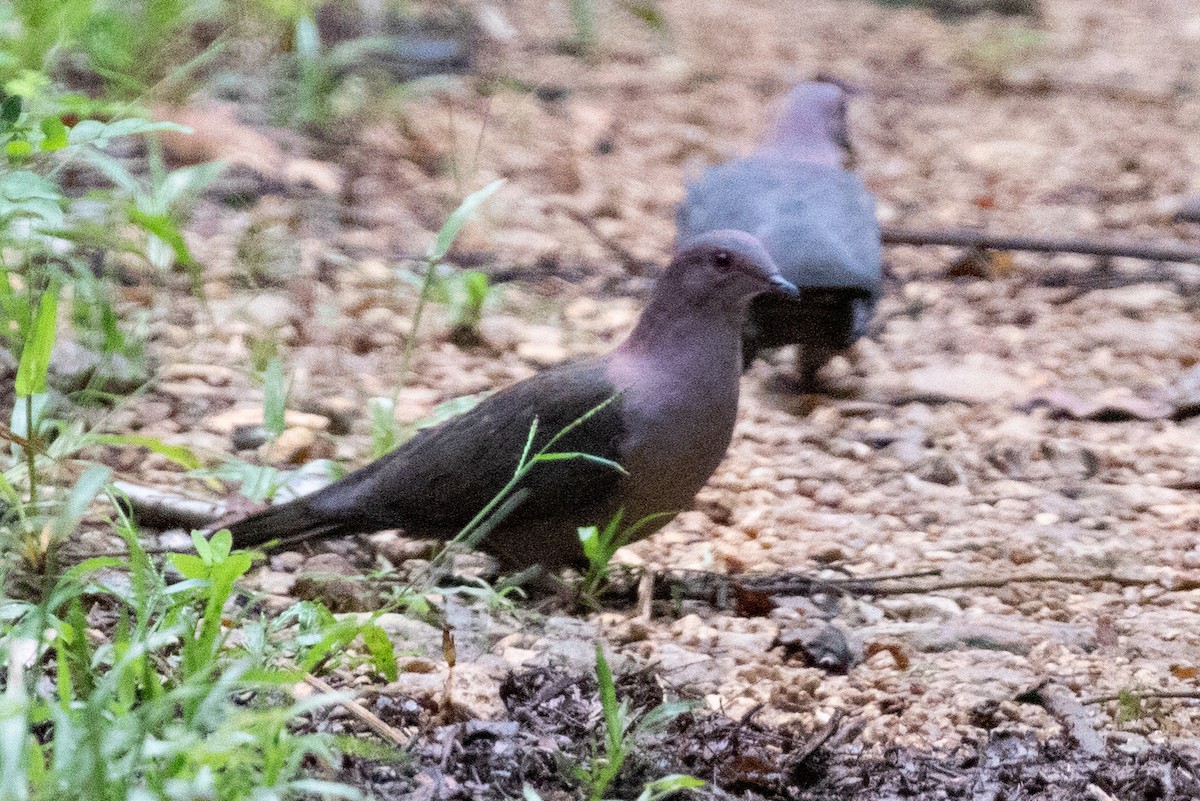 Short-billed Pigeon - ML483651151