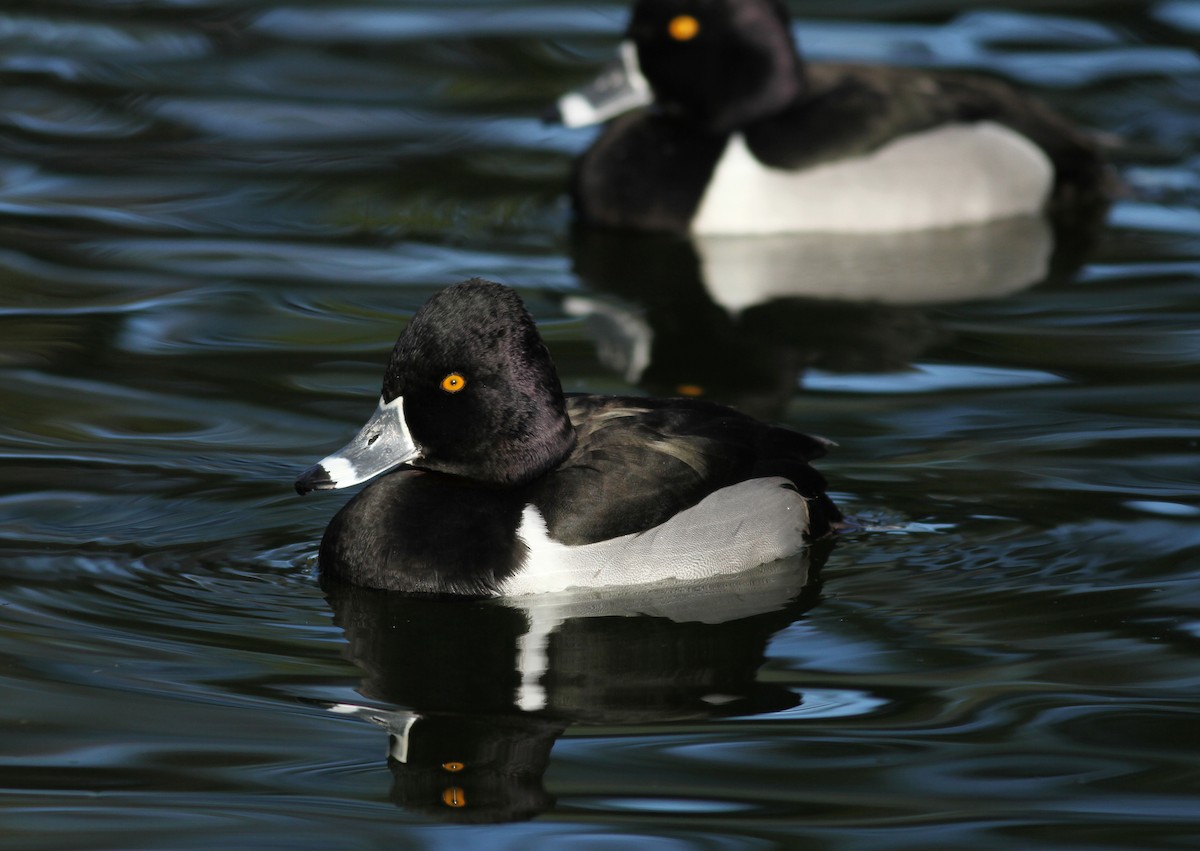 Ring-necked Duck - ML48365151