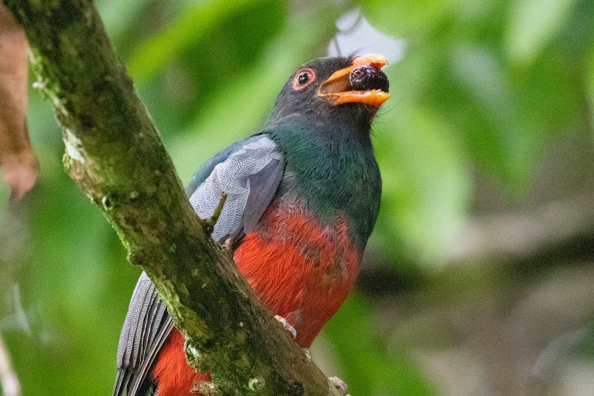 Slaty-tailed Trogon - Xiaoni Xu