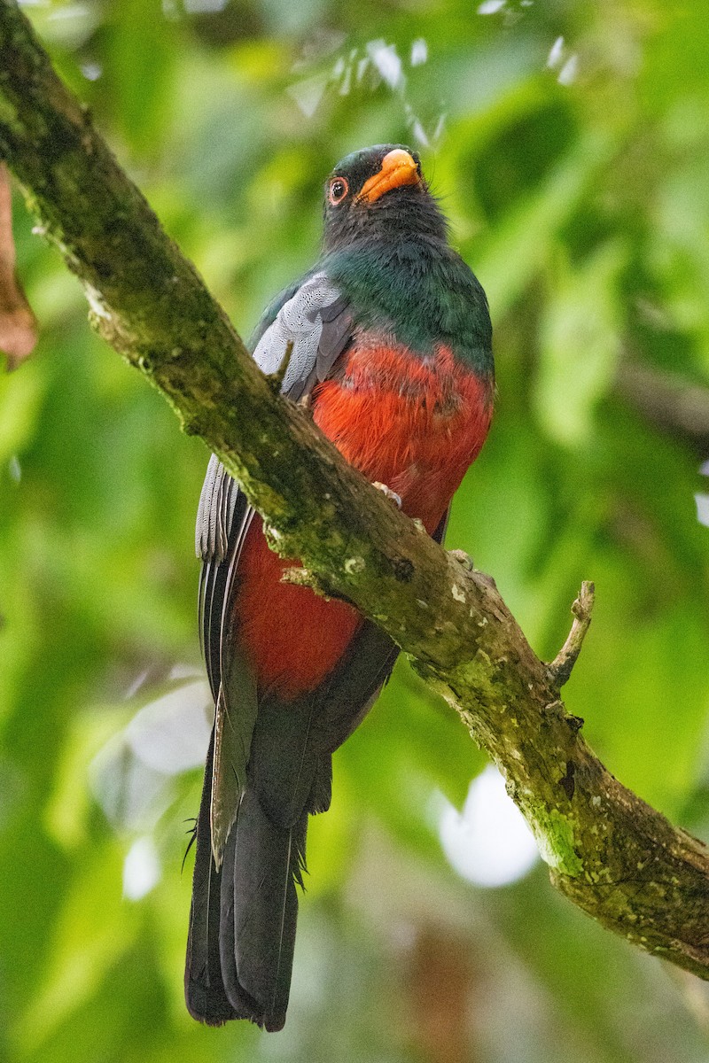 trogon kvokavý - ML483651681