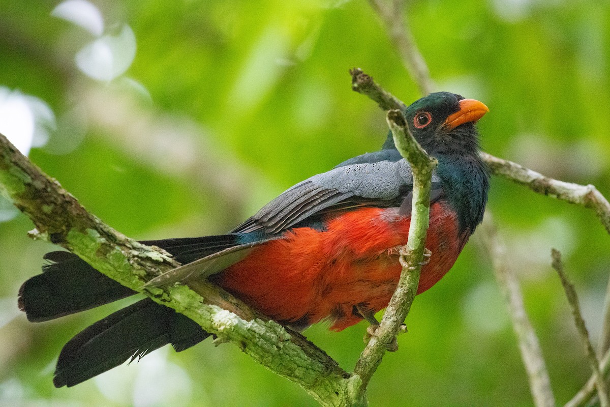 Slaty-tailed Trogon - ML483651711