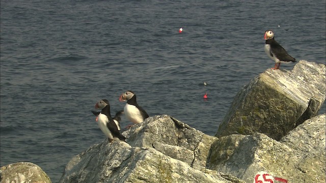 Atlantic Puffin - ML483652