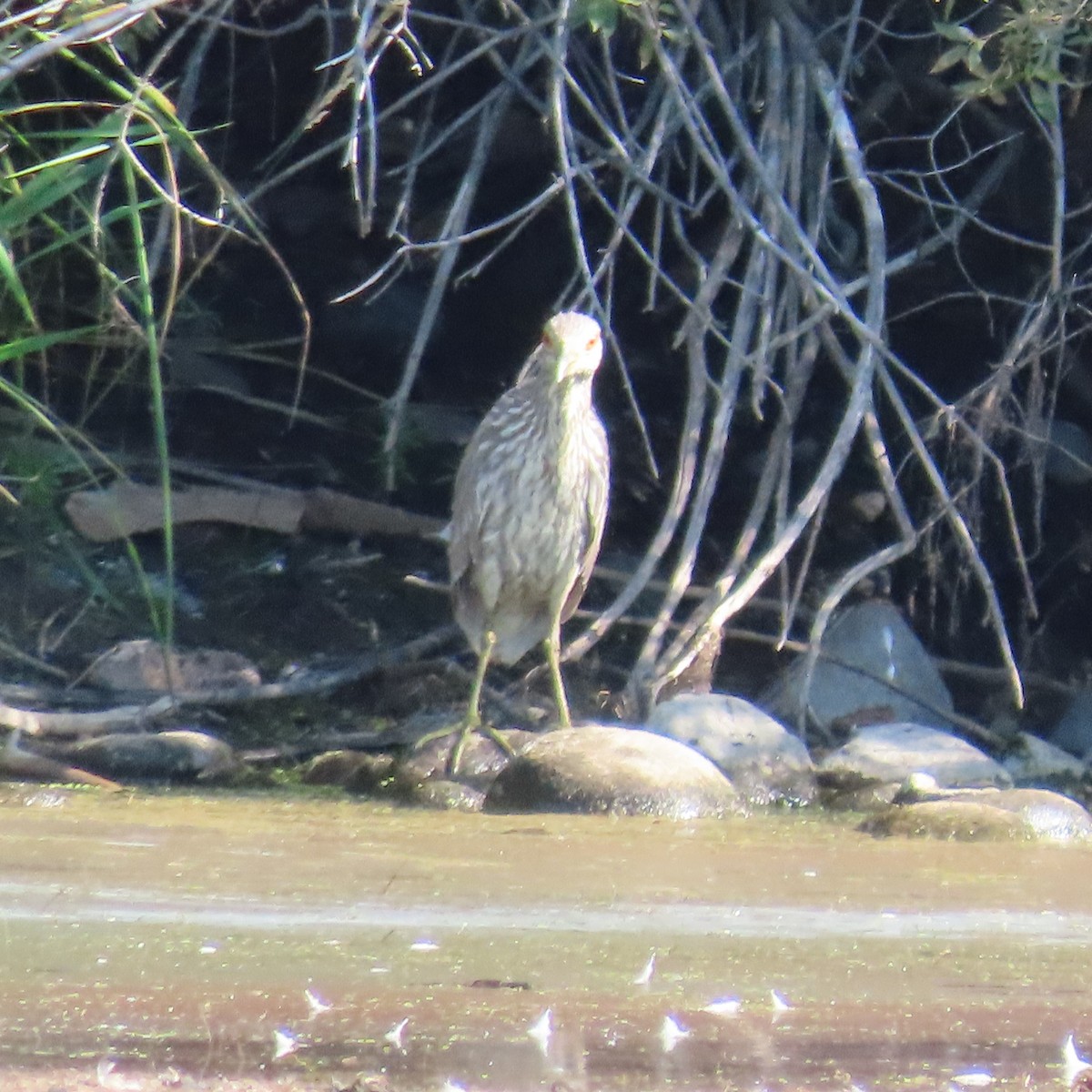 Black-crowned Night Heron - ML483655511