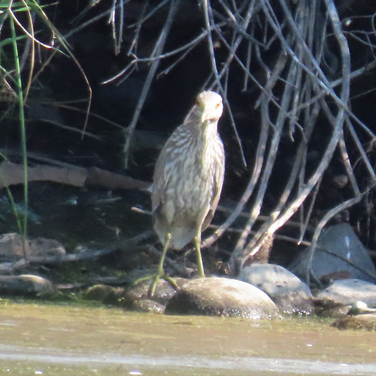 Black-crowned Night Heron - ML483655521