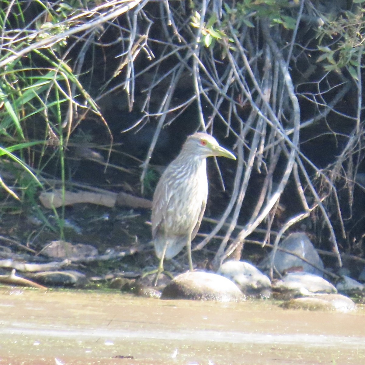 Black-crowned Night Heron - ML483655531