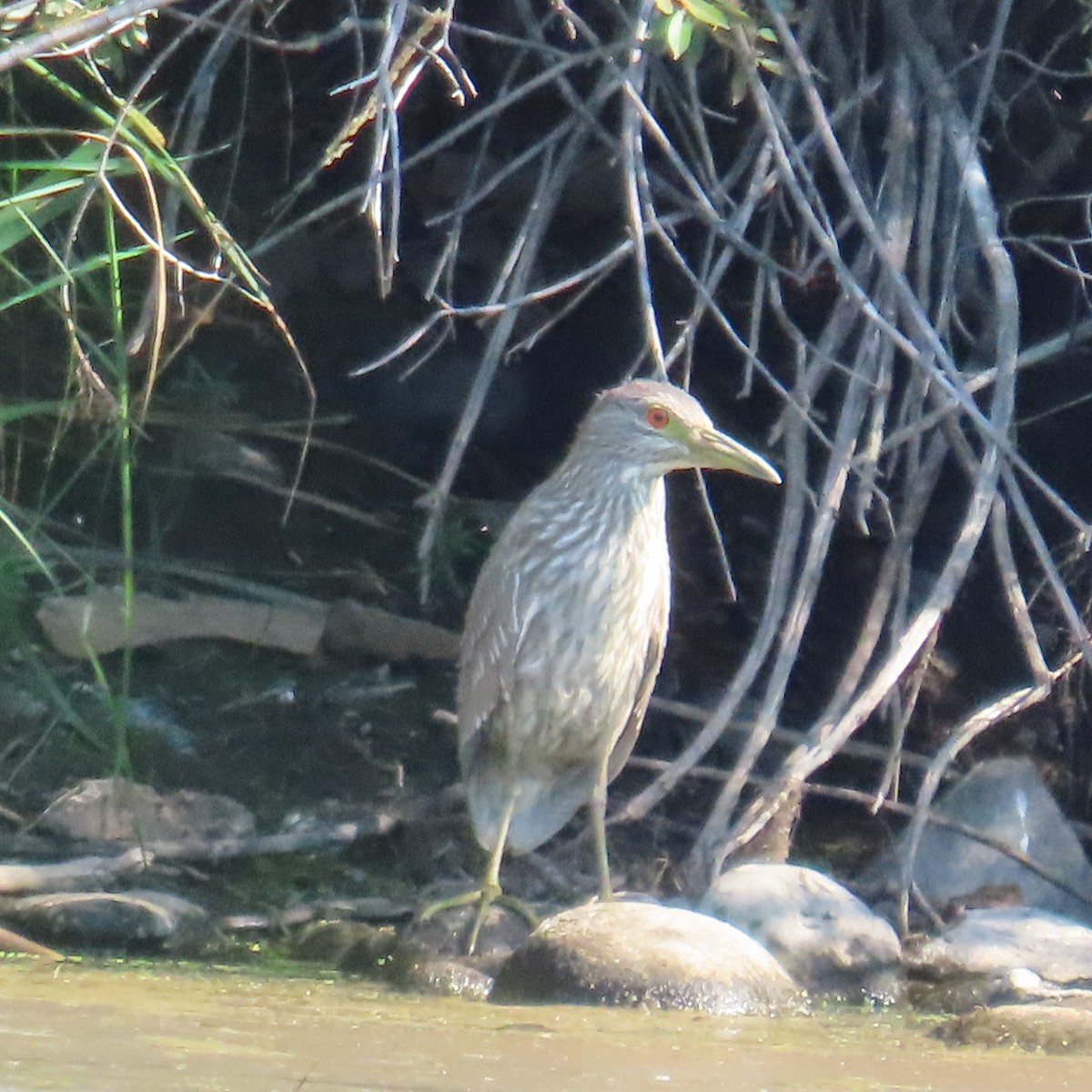 Black-crowned Night Heron - ML483655551