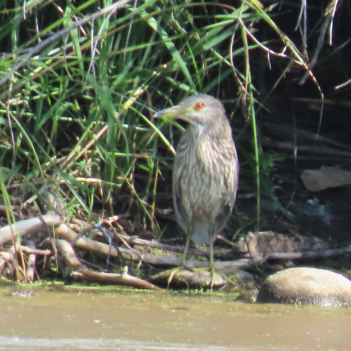 Black-crowned Night Heron - ML483655561