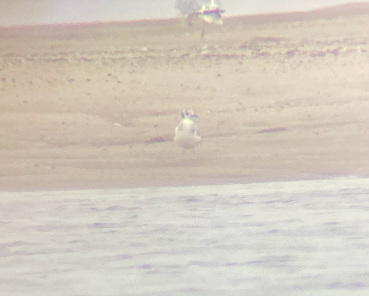 Bonaparte's Gull - ML483655851