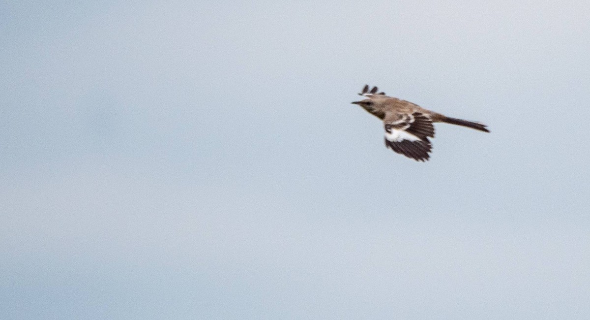 Northern Mockingbird - ML483657661