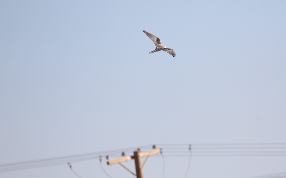 White-tailed Kite - Diane Eubanks
