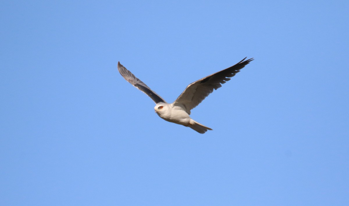 White-tailed Kite - Diane Eubanks