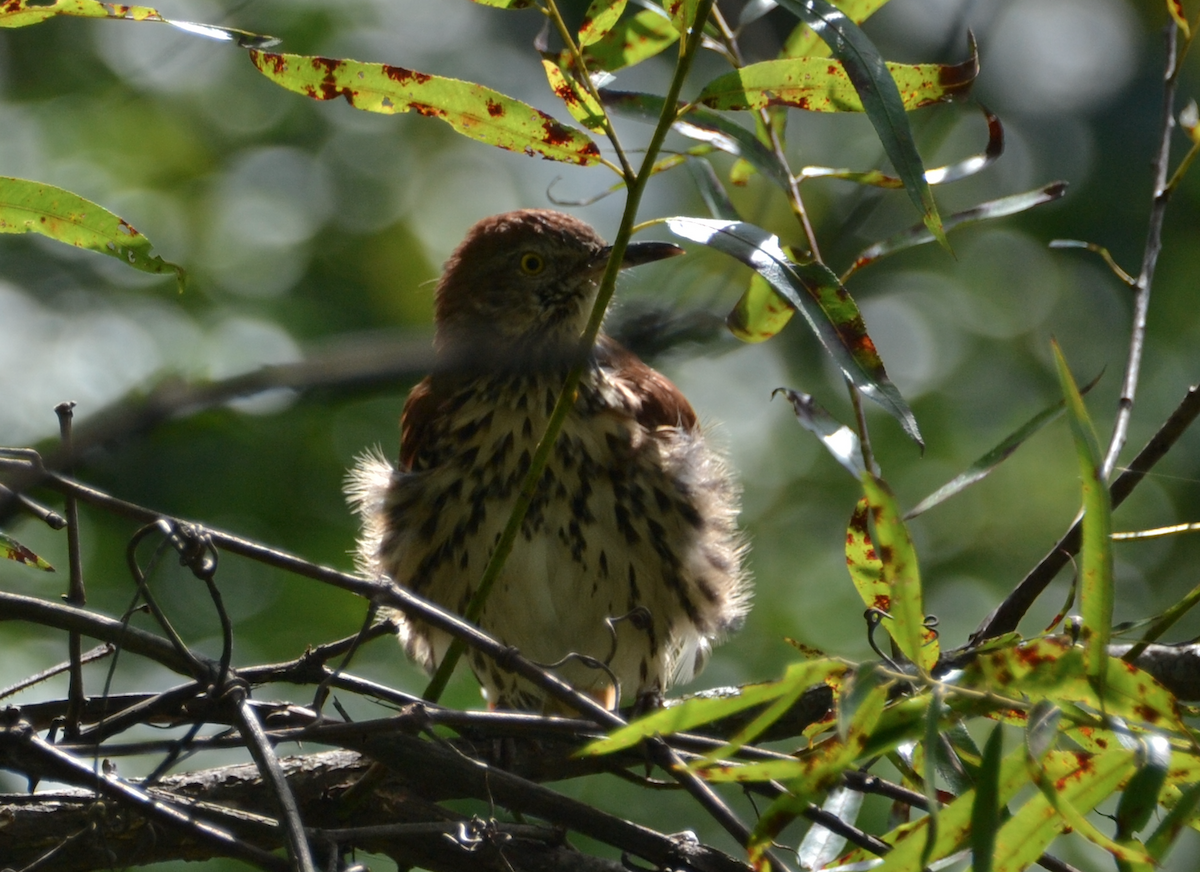 Brown Thrasher - Heather Buttonow