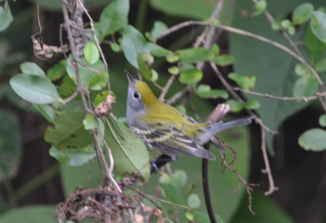 Chestnut-sided Warbler - ML483658511